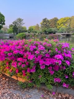 名城公園に色とりどりの花が咲きました。